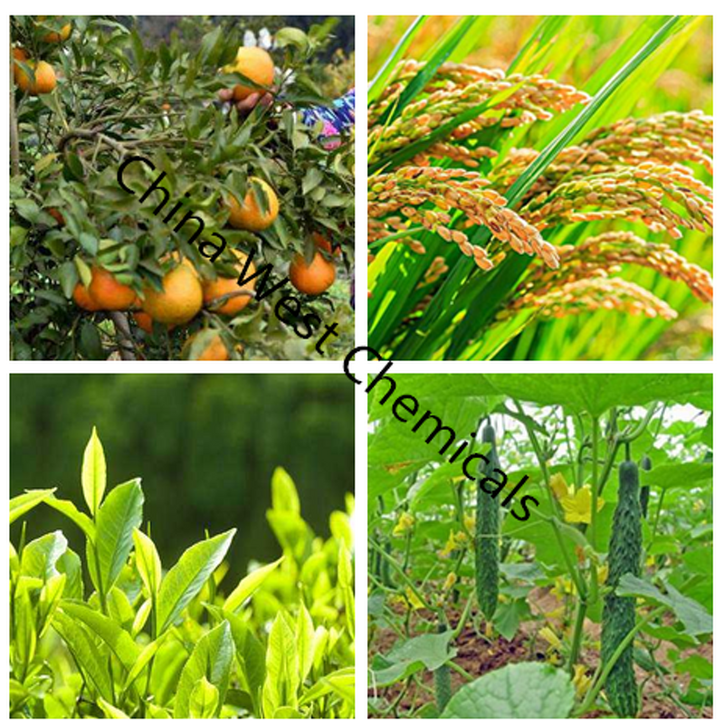 Buprofezin Factory - 98% TC Technical Powder Pesticide CAS 69327-76-0