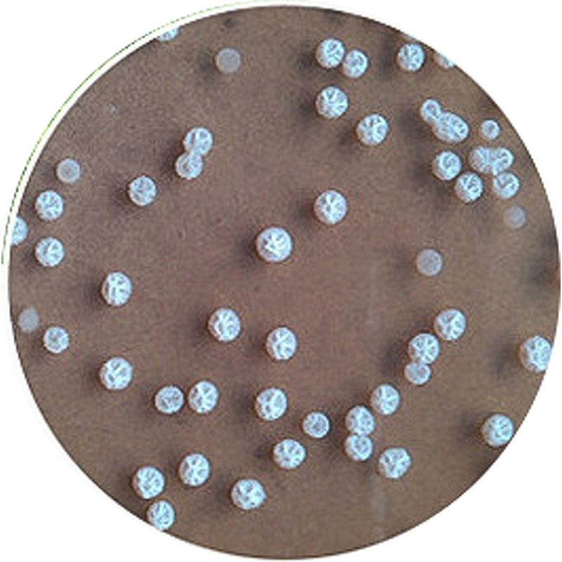 Organic Fertilizer Manufacturer - Manure Maturity BIO Fermentation Strains