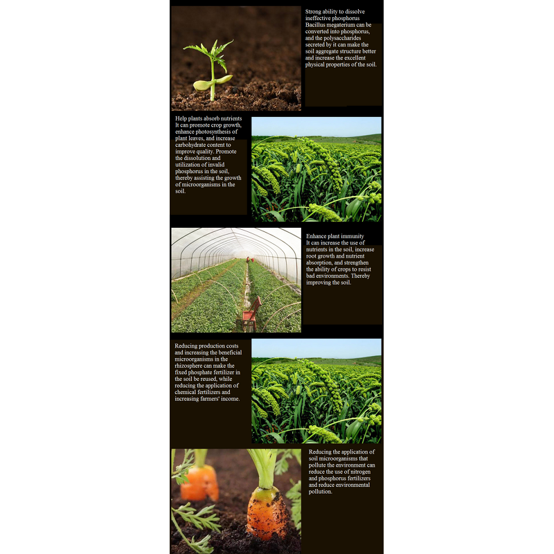Bacillus Megaterium Manufacturer - Additive to Improve Soil Quality