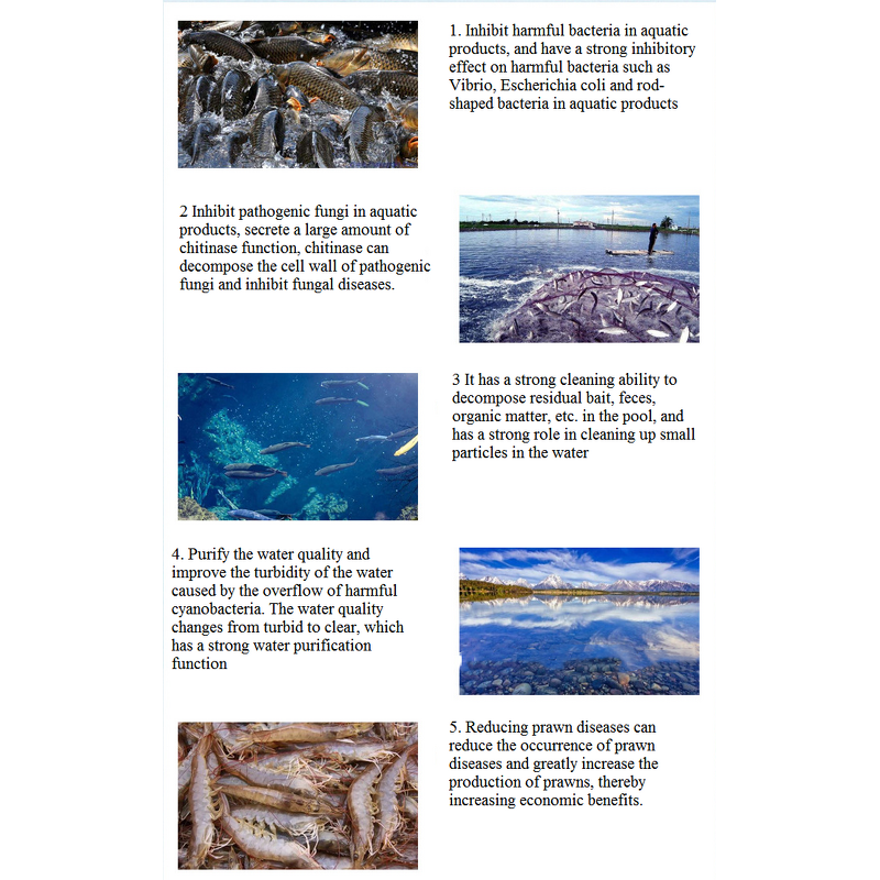 Bacillus Laterosporus Manufacturer - 10 Billion for Soil Quality & Plant Root