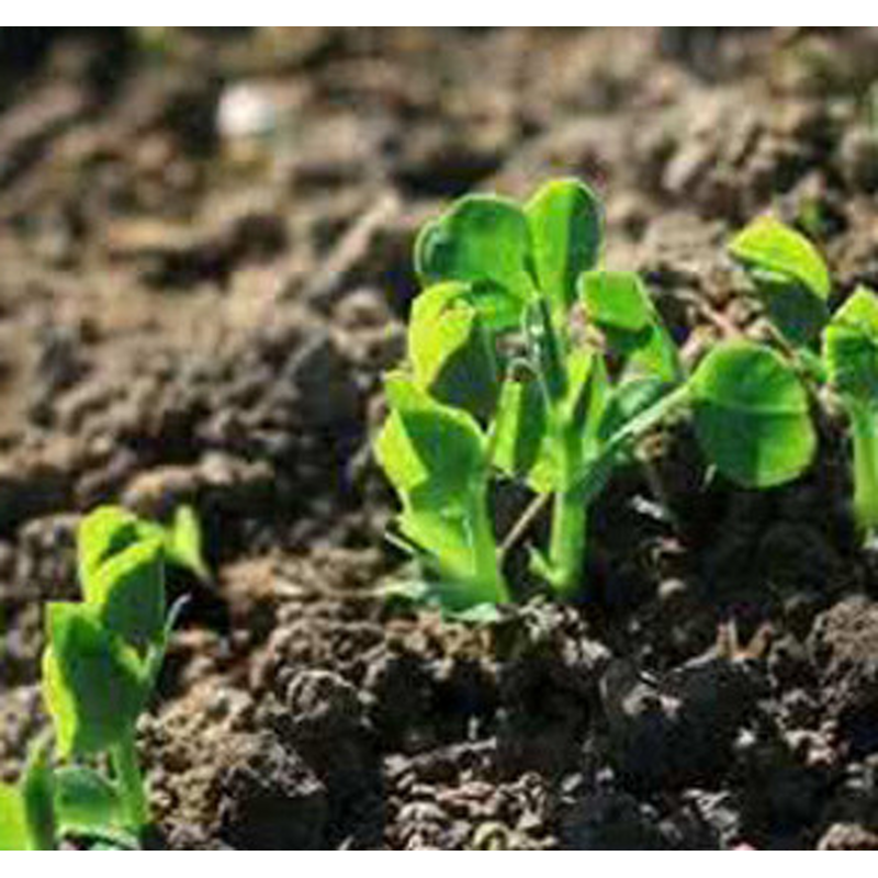 Amino Acid Fertilizer Manufacturer - Chitosan Chitin Liquid for Fruit Vegetable