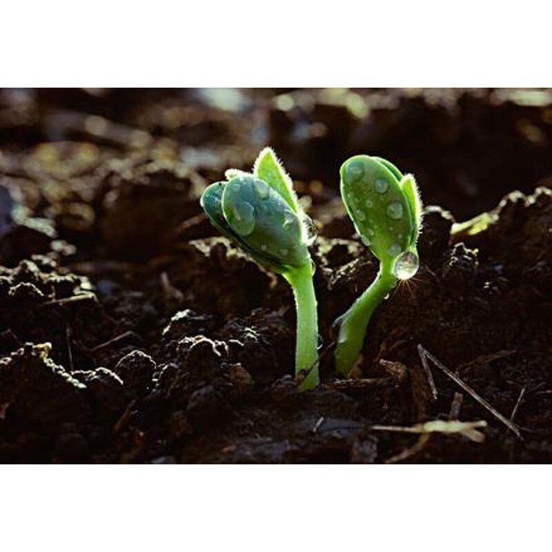 Potassium Humate Fertilizer Manufacturer - Humic 70+ Powder Granule Flake