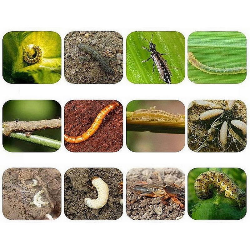 Trichlorfon Manufacturer - 90%-97% TC Soil Insect Pesticide for Vegetables