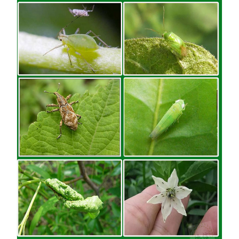 Imidacloprid Manufacturer - 70% WG Pesticide for Aphid Scale Insect