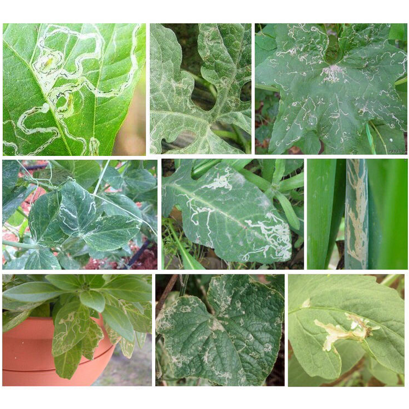 Abamectin Hexaflumuron Manufacturer - 2.5% EC for Cabbage Pesticide