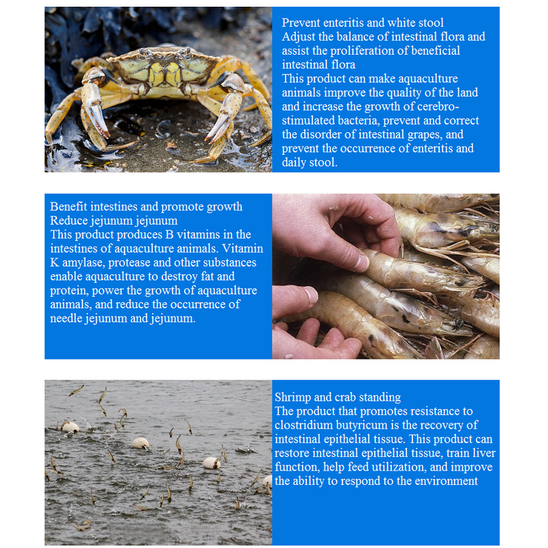 Clostridium Butyricum Manufacturer - for Aquaculture Water Quality Improvement