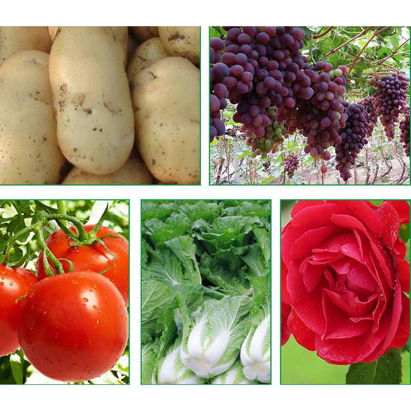 DA-6 Powder Factory - Diethyl Aminoethyl Hexanoate 98% TC Plant Regulator