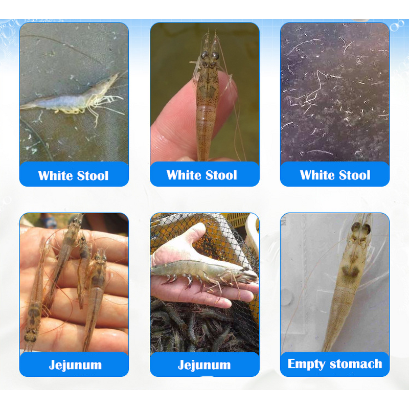 Clostridium Butyricum Manufacturer - for Aquaculture Water Quality Improvement