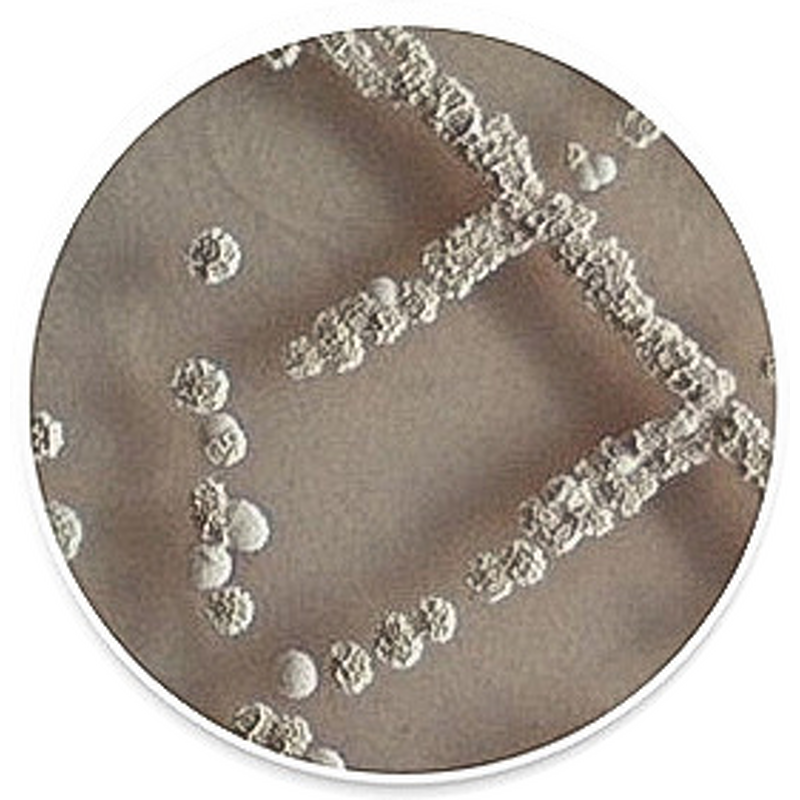 Organic Fertilizer Manufacturer - Manure Maturity BIO Fermentation Strains