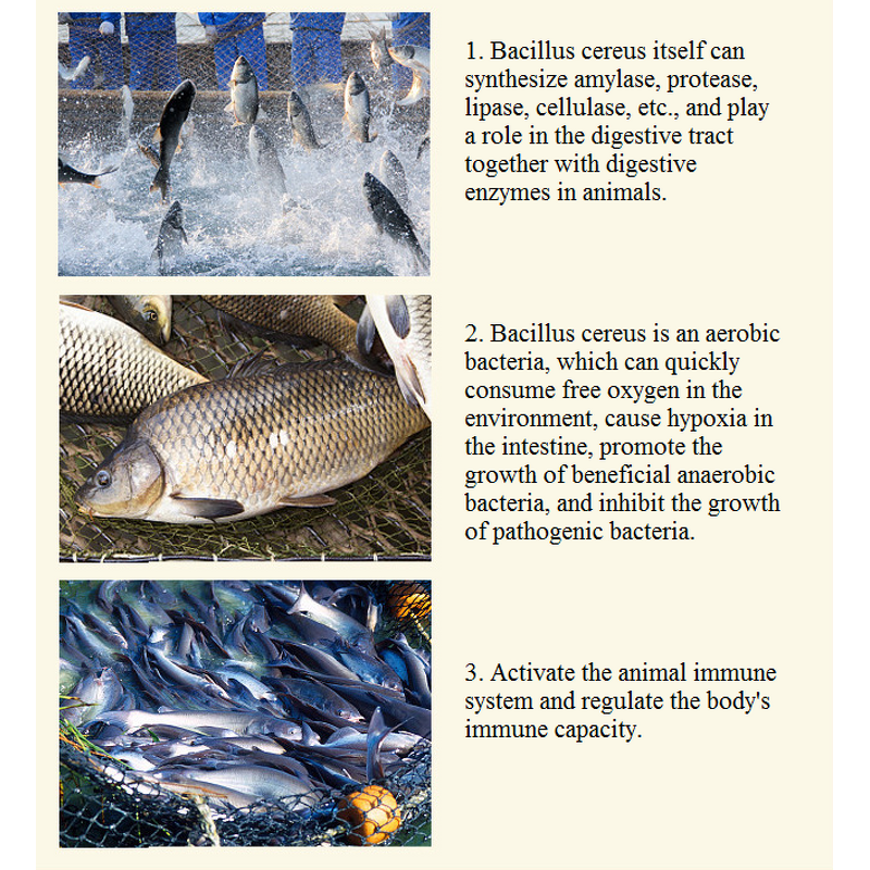 Aquaculture Probiotics Manufacturer - Bacillus Cereus 20 Billion CFU/G Feed Additive