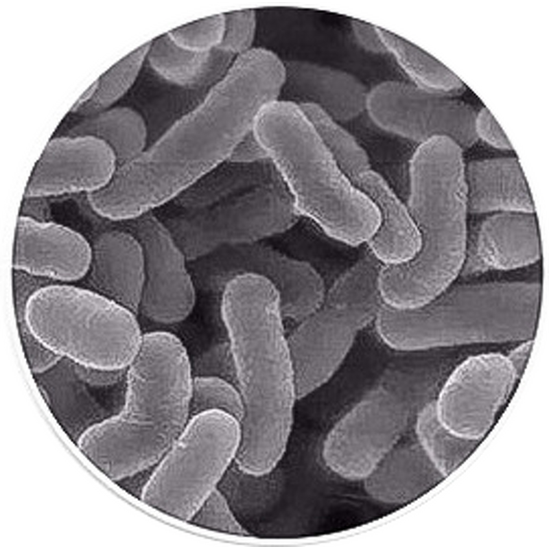 Organic Fertilizer Manufacturer - Manure Maturity BIO Fermentation Strains