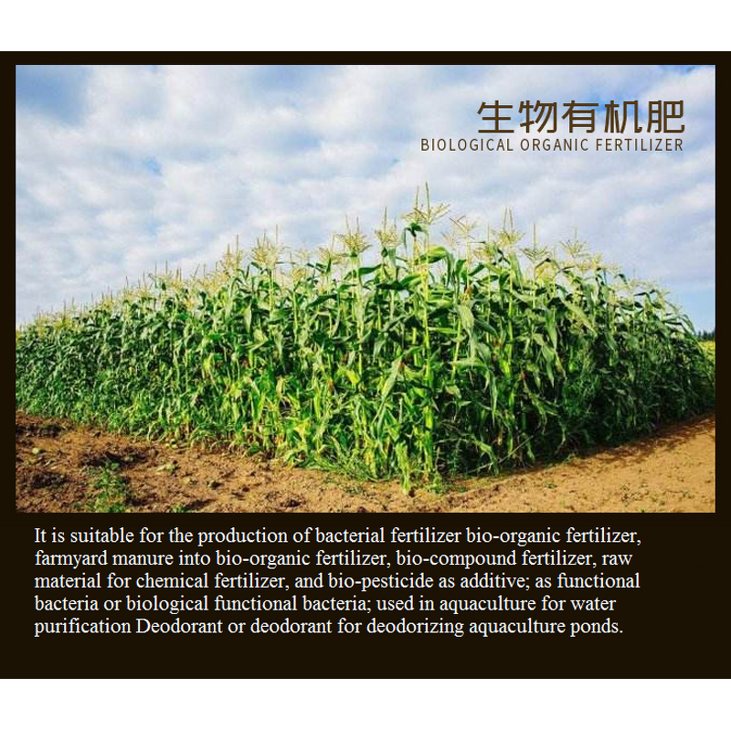 Bacillus Megaterium Manufacturer - Additive to Improve Soil Quality