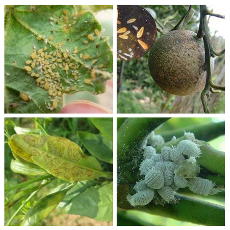 Benfuracarb Factory - 94% TC Technical Powder Pesticide