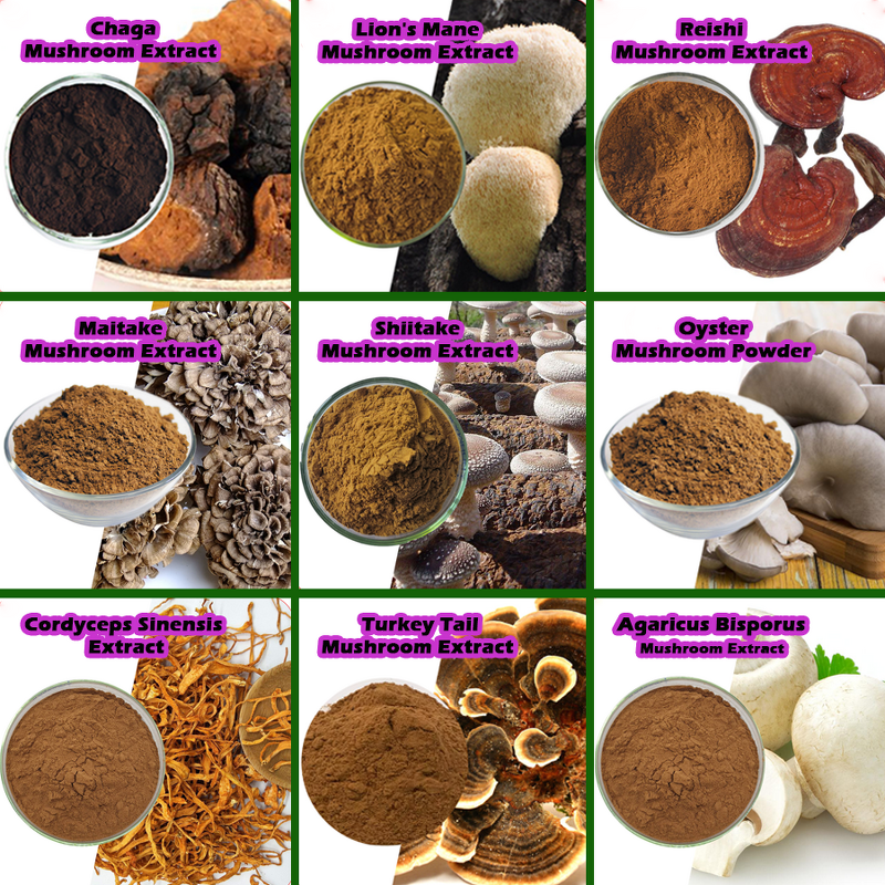 Lions Mane Mushroom Extract - US EU Organic Beta Glucans Polysaccharides Drum Pack