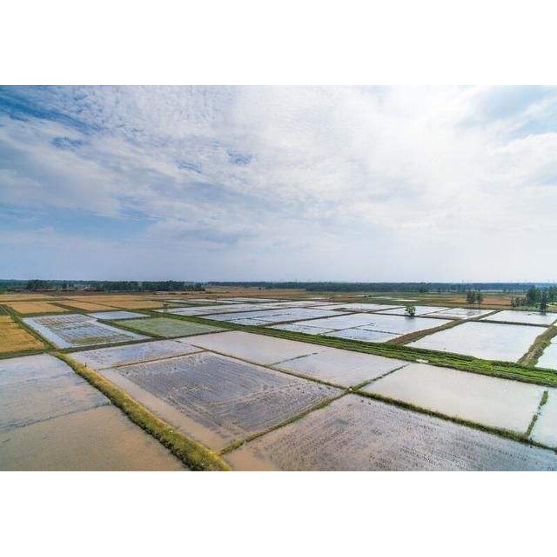 Clostridium Butyricum Powder - USA EU Livestock Aquaculture Additives Probiotics