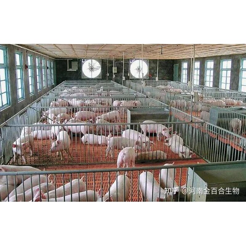 Clostridium Butyricum Powder - USA EU Livestock Aquaculture Additives Probiotics