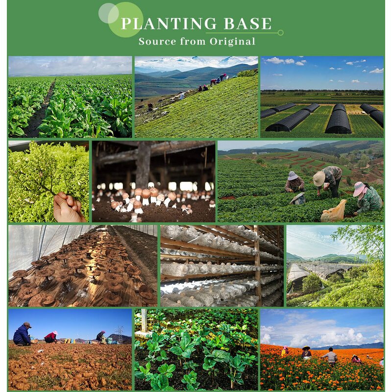 Chitosan Oligosaccharide - USA EU Water Soluble Food Grade Powder Supplement