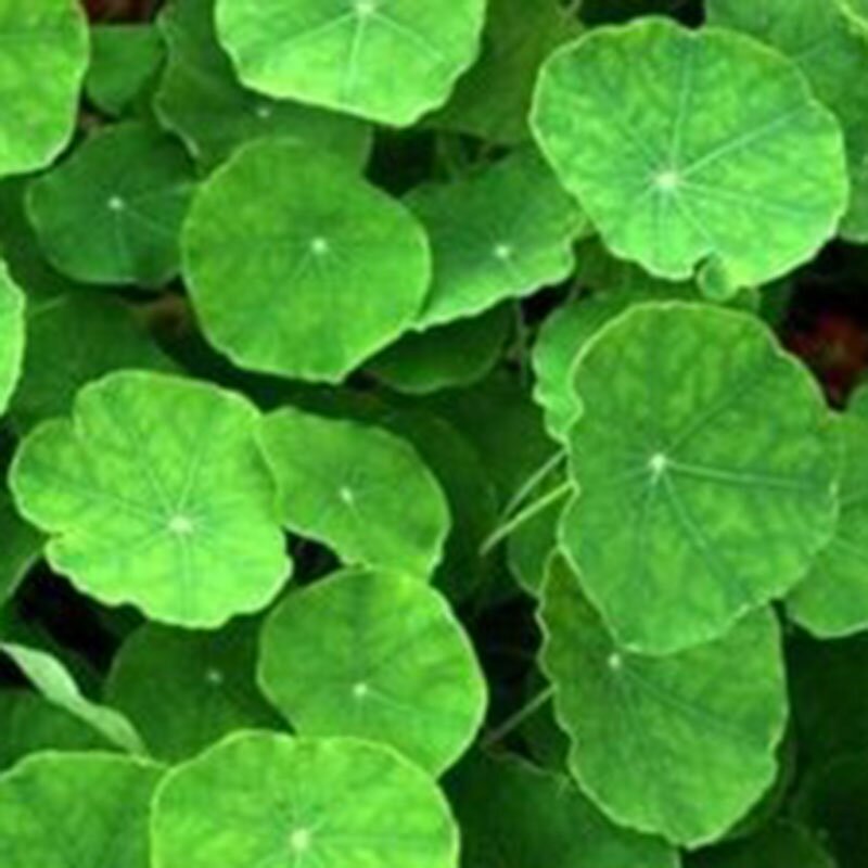 Centella Asiatica Extract - USA EU 3% 10% 30% Asiaticosides Skin Care Powder