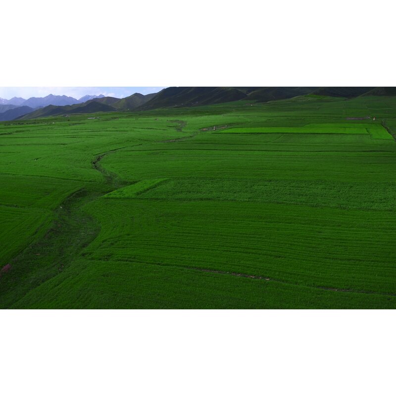 Organic Barley Grass Powder - Factory Wholesale Bulk Young Green Superfood