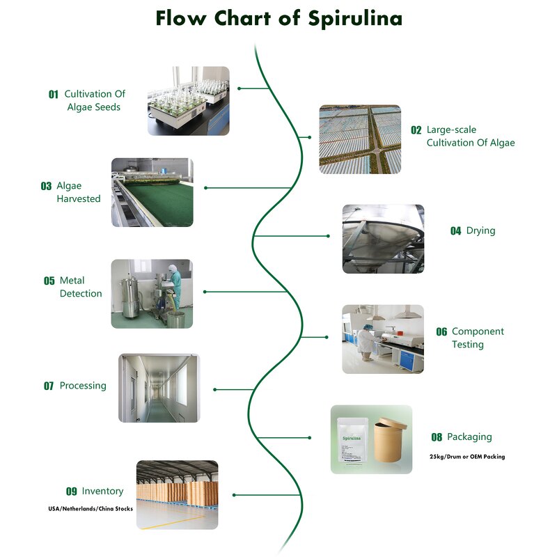Spirulina Powder - US EU Natural Organic Food Grade Bulk Superfood