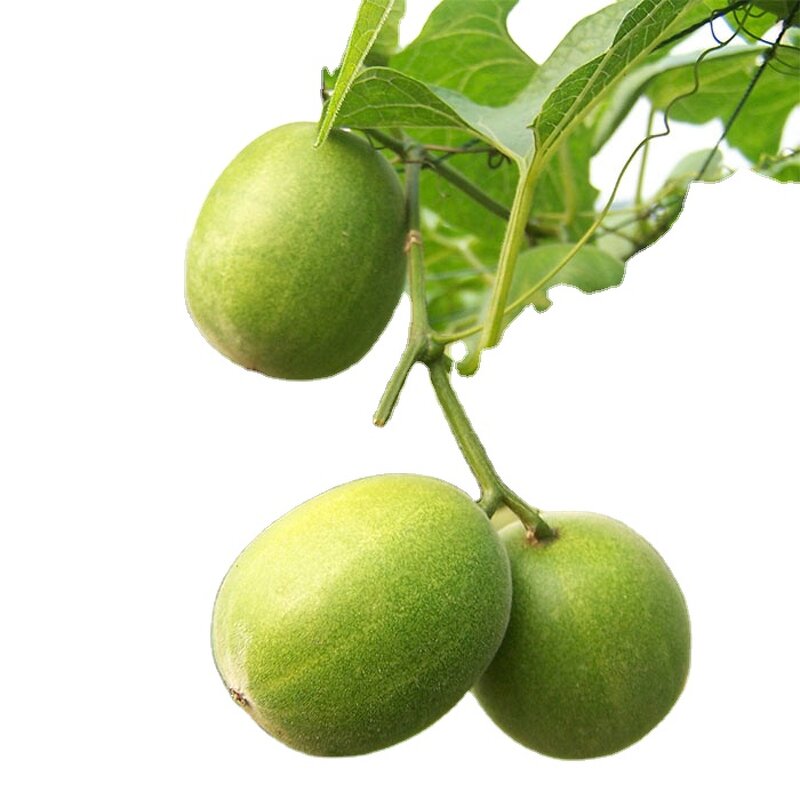 Luo Han Guo Extract Manufacturer - Mogroside V 60% Herbal Sweetener Free Samples