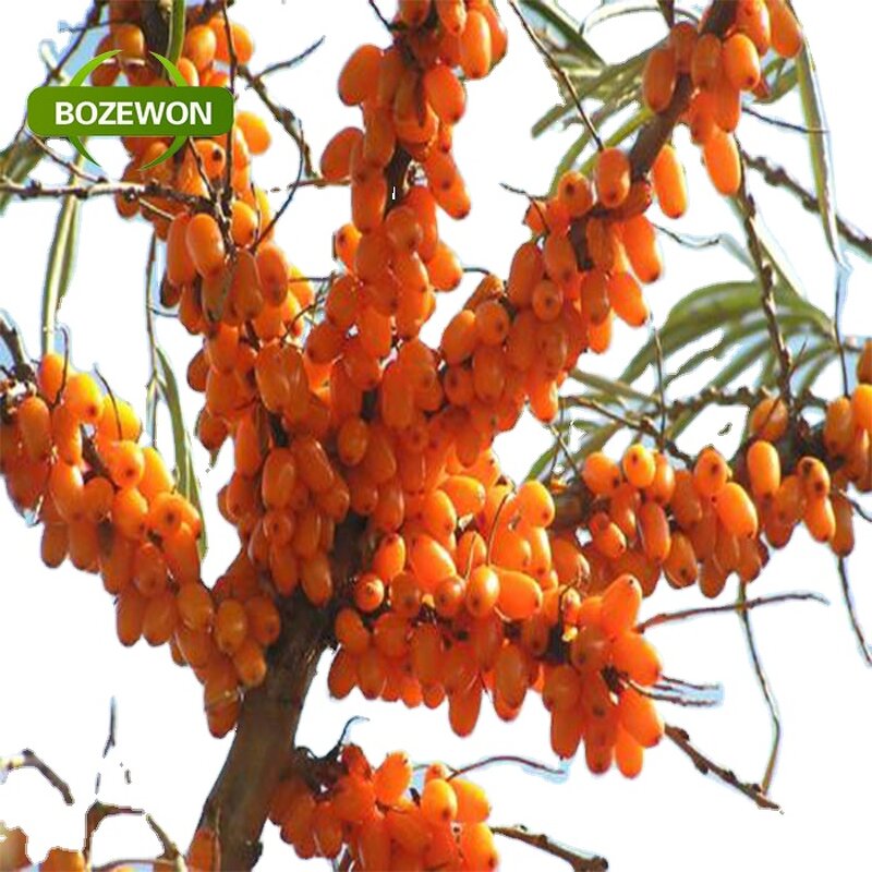 Seabuckthorn Fruit Oil Manufacturer - Organic Food Grade Herbal Extract Bottle Drum