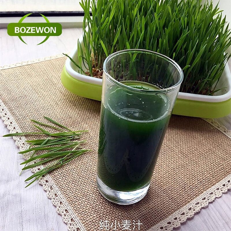 Wheat Grass Juice Powder Manufacturer - Organic ISO Halal Food Grade in Drum