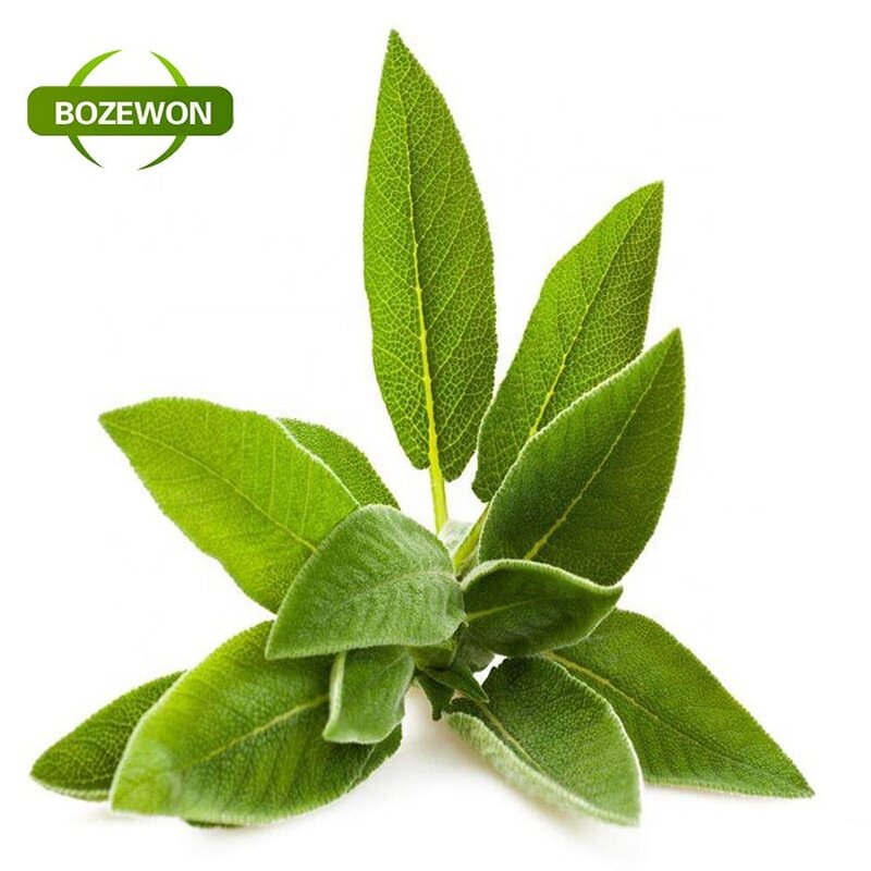 Mulberry Leaf Powder Manufacturer - Herbal Extract Sodium Copper Chlorophyllin HPLC