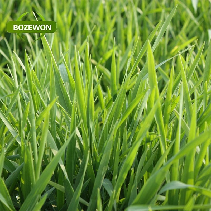 Wheat Grass Juice Powder Manufacturer - Organic ISO Halal Food Grade in Drum