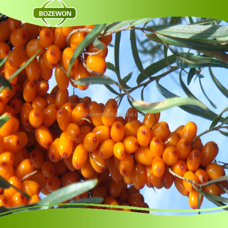 Seabuckthorn Fruit Oil Manufacturer - Organic Food Grade Herbal Extract Bottle Drum