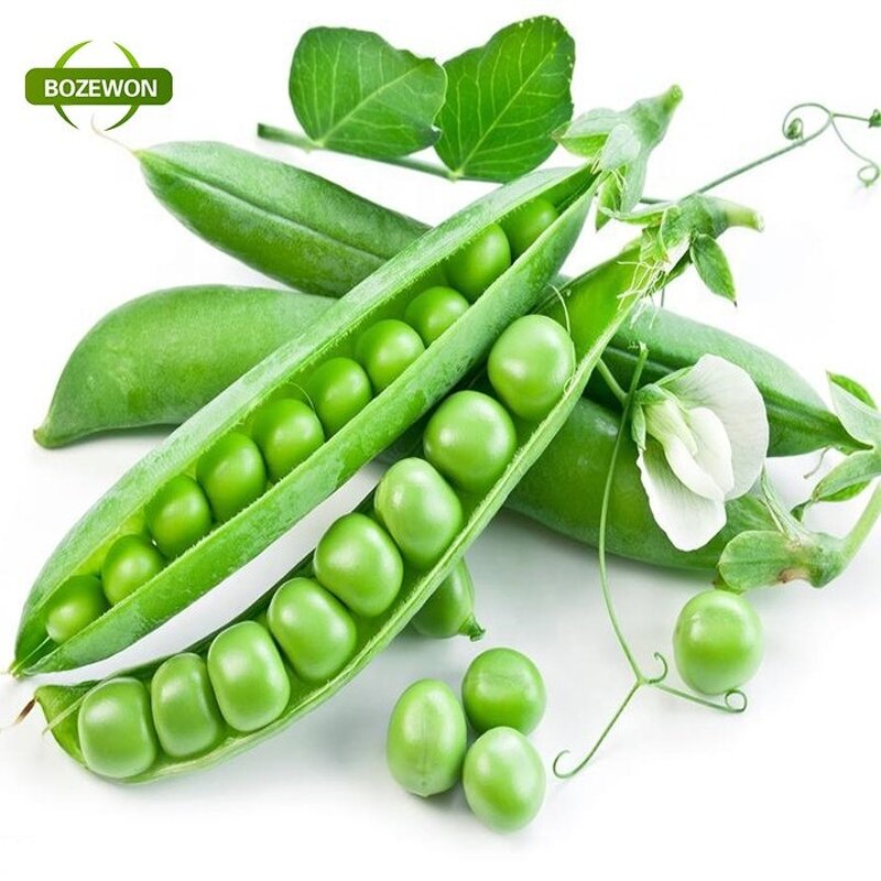 Pea Protein Isolate Powder Manufacturer - Organic Raw Non-GMO Bulk Supply