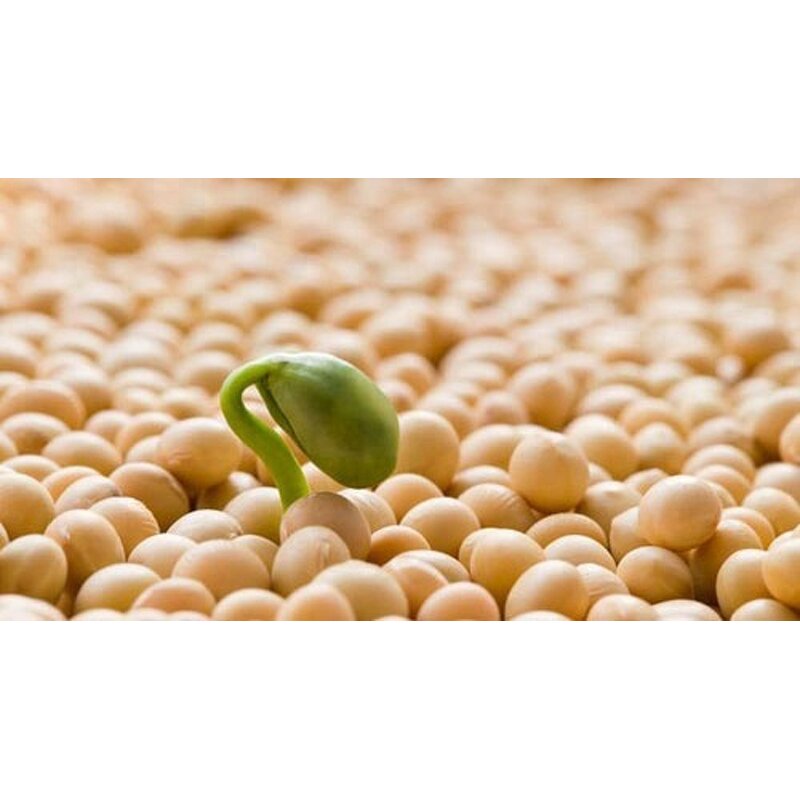 Soy Protein Isolates Manufacturer - ISP Bulk Competitively Priced Nutrition Enhancer