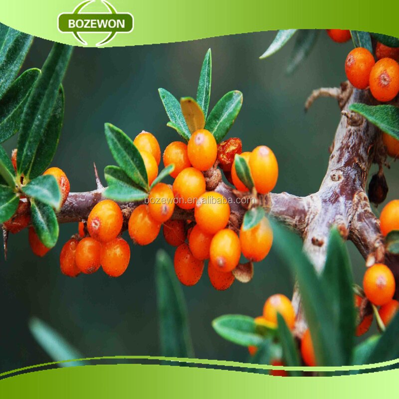 Seabuckthorn Fruit Oil Manufacturer - Organic Food Grade Herbal Extract Bottle Drum