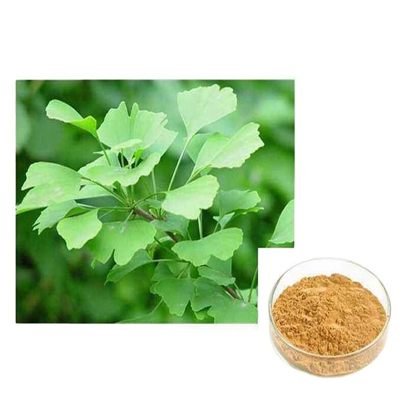 Ginkgo Biloba Extract Powder Factory - 100% Natural Drum Packaging ISO Certified