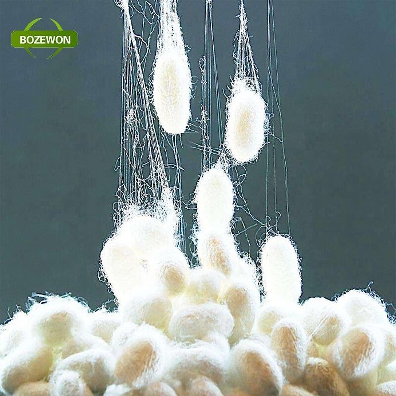 Silk Peptide Powder Manufacturer - Pure Anti-Aging for Adults