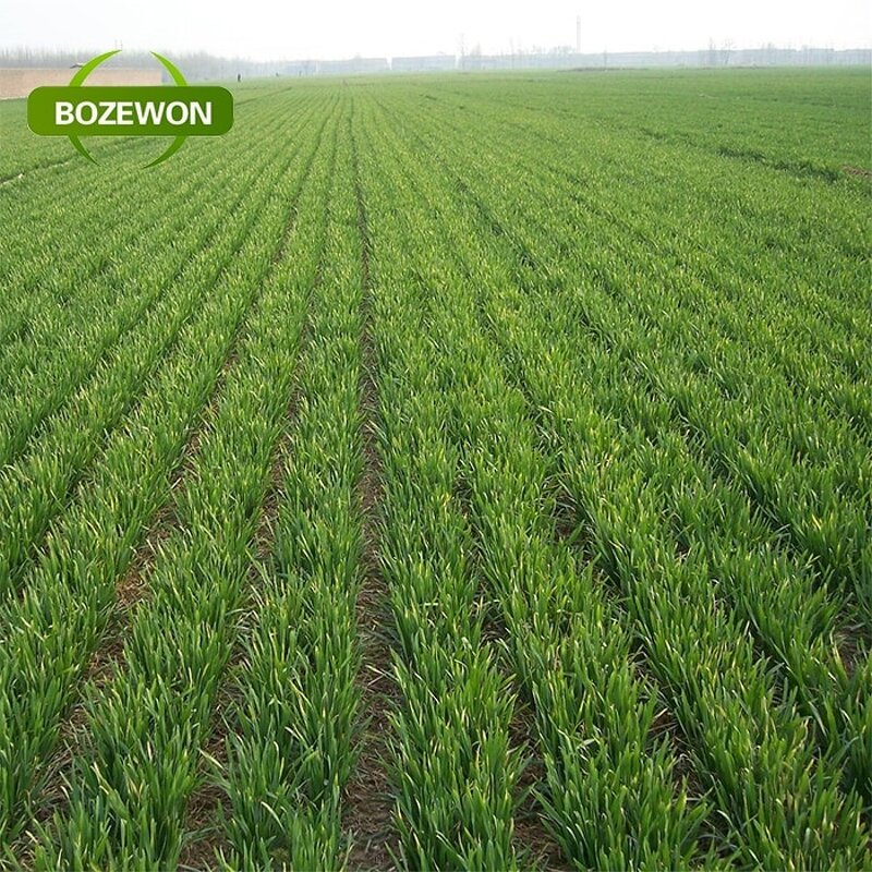 Barley Grass Juice Powder Manufacturer - Organic Herbal Supplement High Quality