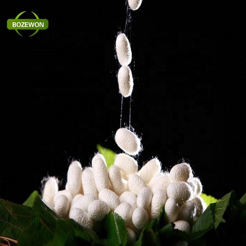 Silk Peptide Powder Manufacturer - Anti-Aging for Adults