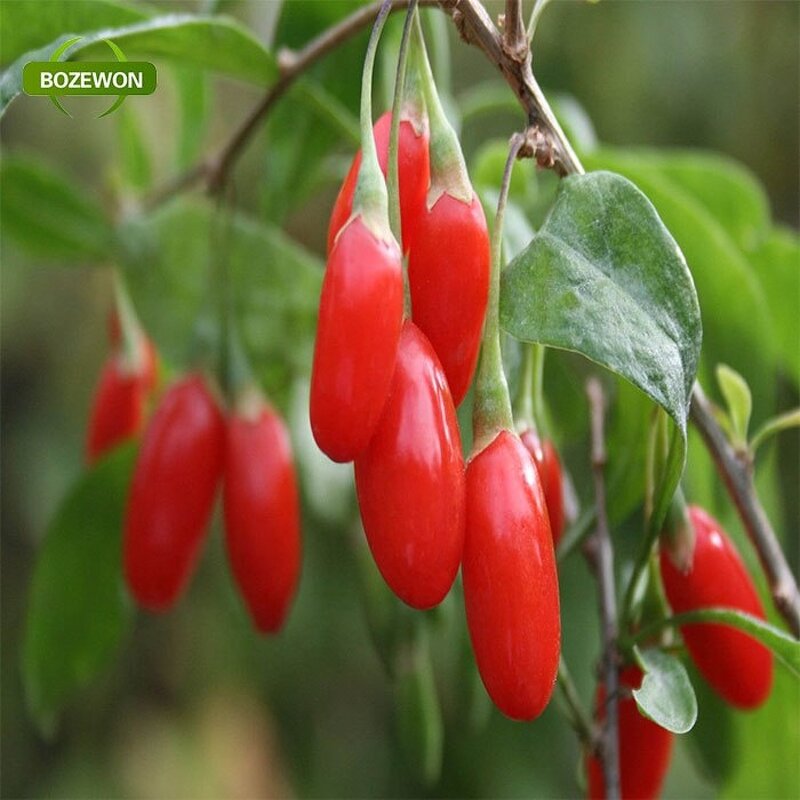 Organic Goji Berries Manufacturer - Sweet Dried AD Drying Vacuum Pack Free Samples