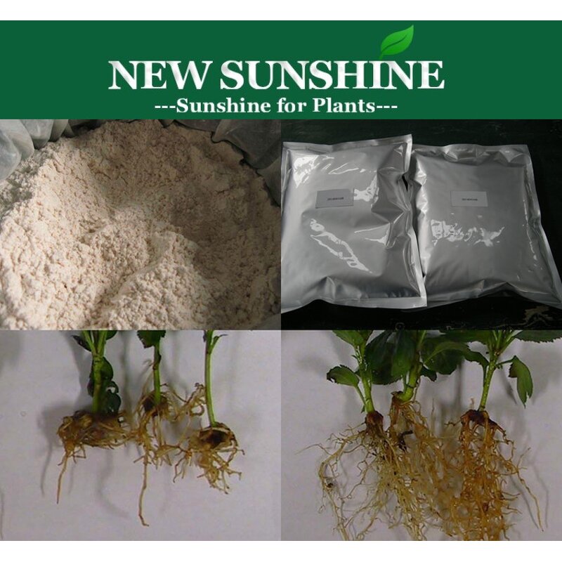 IAA Powder Manufacturer - Indole 3 Acetic Acid 99% TC Hot Sale