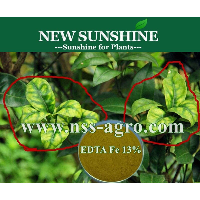 EDTA Fe Manufacturer - 13% CAS 14402-88-1