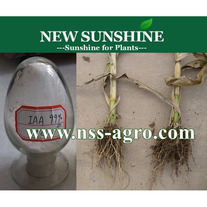 IAA Powder Manufacturer - Indole 3 Acetic Acid 99% TC Hot Sale