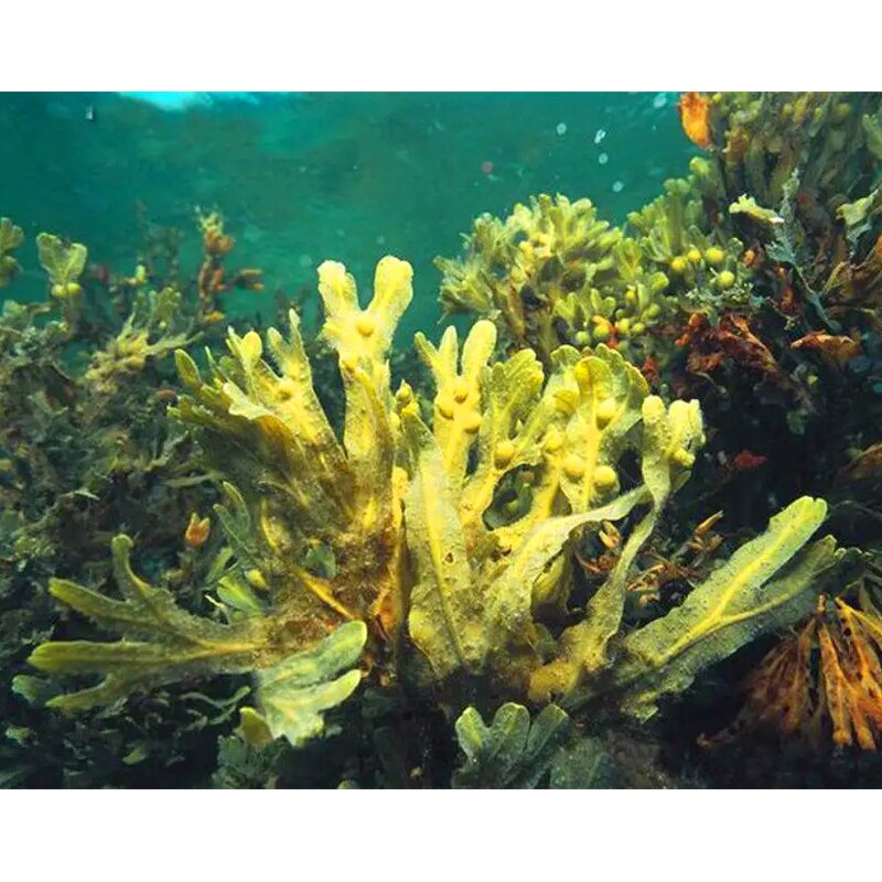 Seaweed Extract Manufacturer - Ascophyllum Nodosum Flake Powder Algae