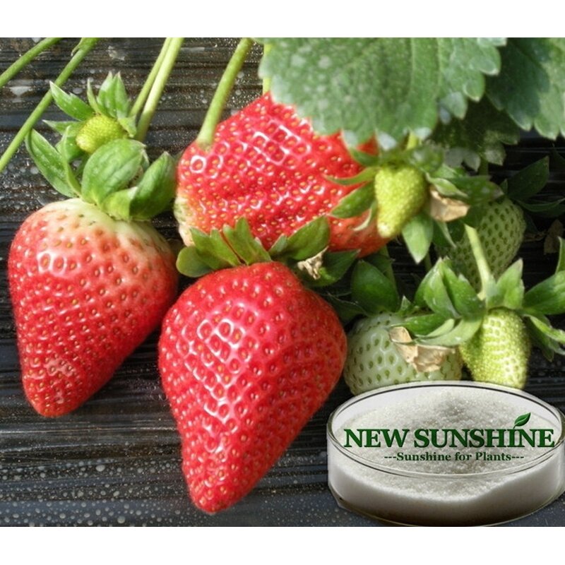 Gibberellic Acid Manufacturer - GA3 90% TC Plant Growth Regulator CAS 77-06-