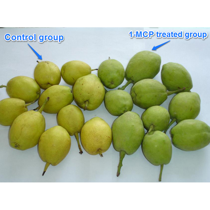 1-MCP Manufacturer - 3.5% WP Sachet to Delay Fruit Ripening