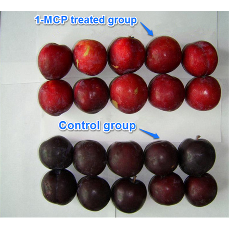 1-MCP Manufacturer - 3.5% WP Sachet to Delay Fruit Ripening