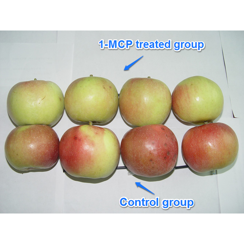 1-MCP Manufacturer - 3.5% WP Sachet to Delay Fruit Ripening