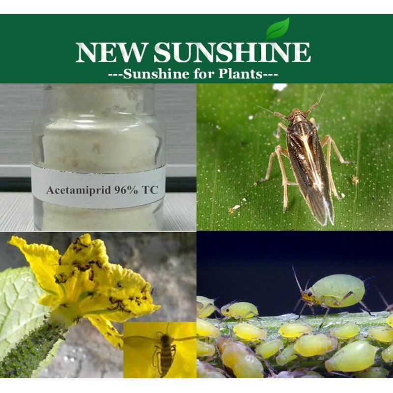 Acetamiprid Insecticide Manufacturer - 20% SP Hot Sale Price
