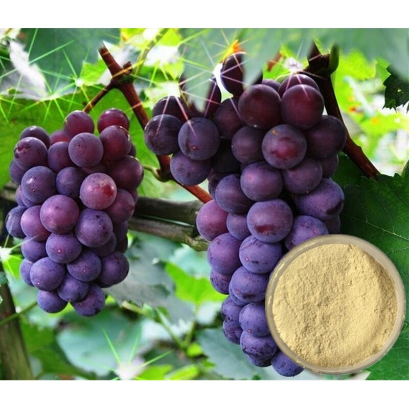 Chelated Magnesium Fertilizer Manufacturer - EDTA-Mg 6%