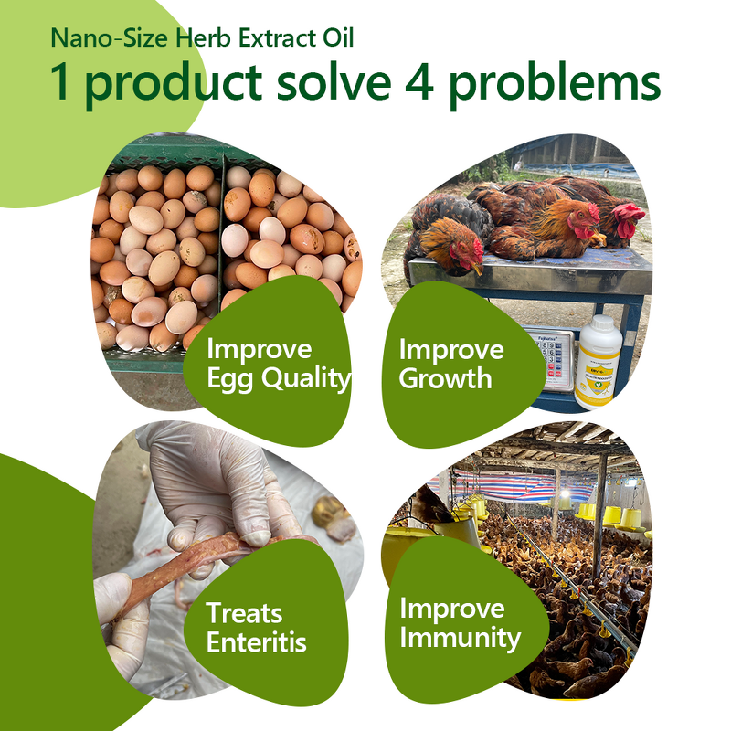 Oregano Oil Extract - Carvacrol Nano Emulsion Poultry Gut Health Antibacterial