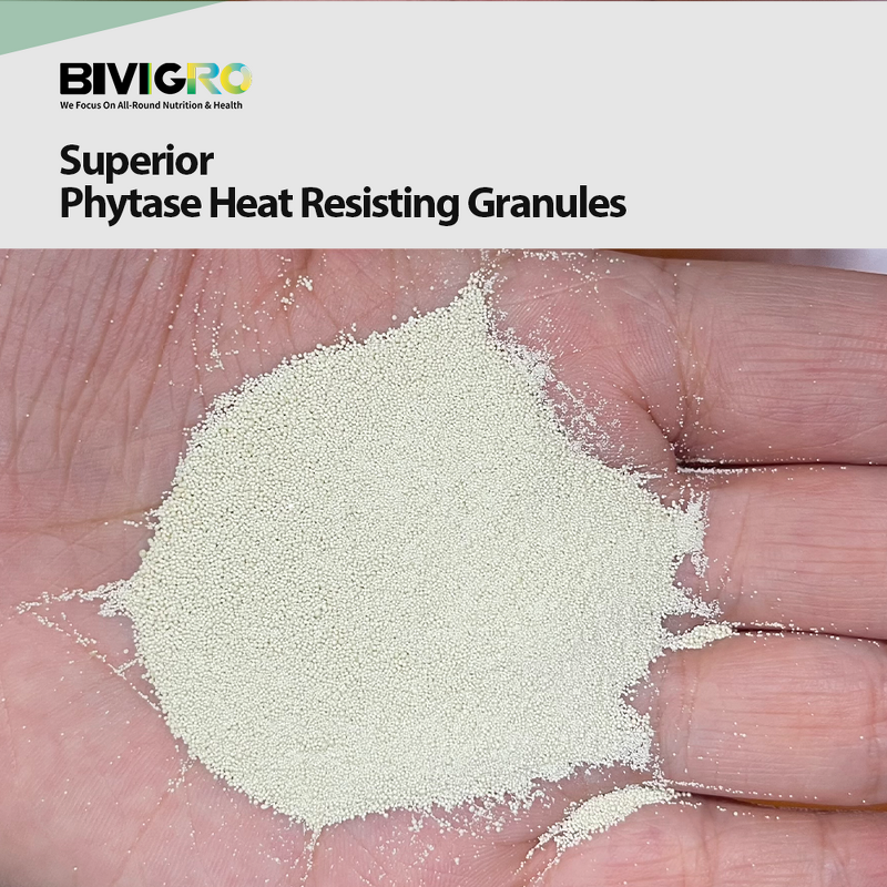 Phytase Feed Enzyme - Powder Granule Anti Heat Resistance Competitive Price